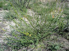 lotus scoparius